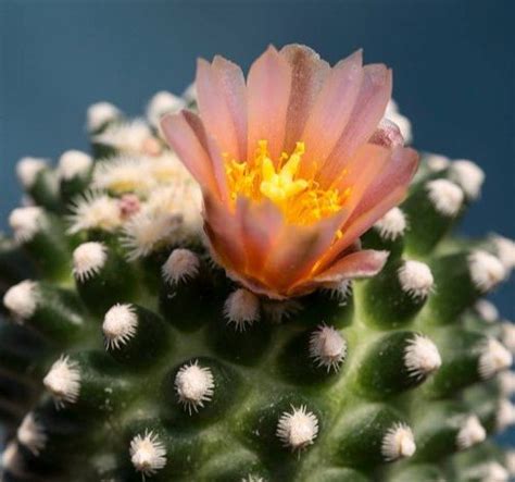 Pediocactus Knowltonii Lifestyle Seeds