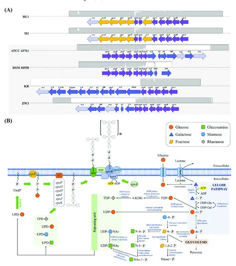 A Genetic Organization Of Eps Gene Clusters In L Kefiranofaciens