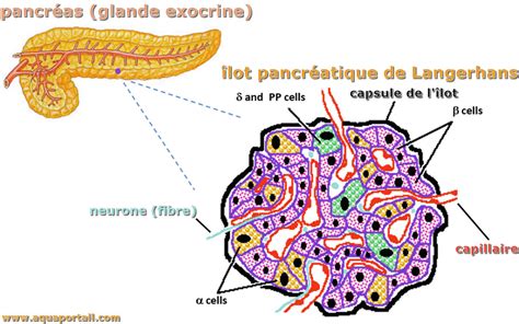 Páncreas exocrino y endocrino Generalidades Parte 1 Pura Ciencia YouTube