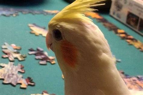 Lutino Cockatiel