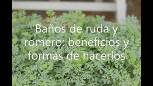 Descubre los increíbles beneficios de los baños de ruda y romero todo