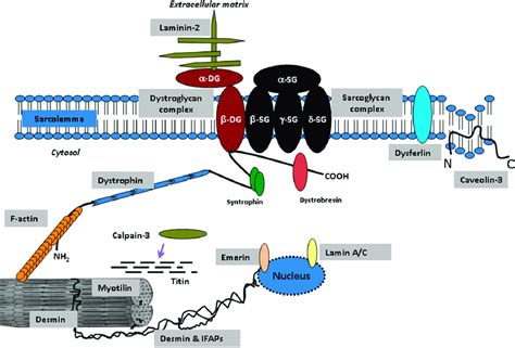 Representation Of Dystrophic Glycoprotein Complex Dgc Showing