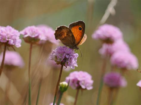 Grasnelke Blume Des Jahres 2024 Naturpark Schwarzwald Mitte Nord