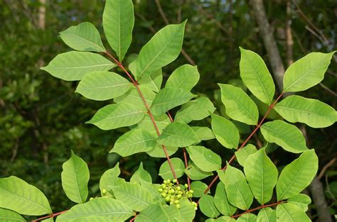 Pictures of Poison Sumac for Identification