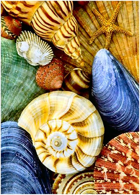 Solve Colorful Shells Jigsaw Puzzle Online With Pieces