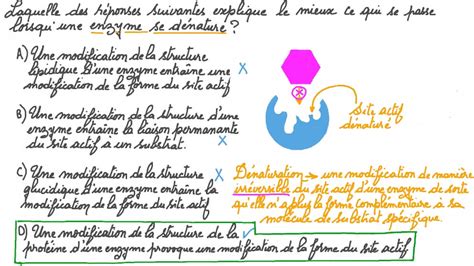 Vid O Question D Crire Ce Qui Arrive La Structure Dune Enzyme