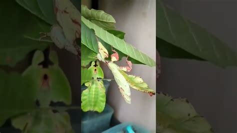 Leaf Insect Pulchriphyllium Giganteum Flicking An Egg Youtube