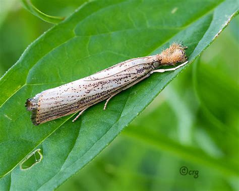 Grass Veneer Agriphila Vulgivagellus Bugguidenet