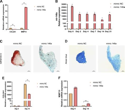 MiR146a Modulates Chondrogenesis Of Bone Marrow Mesenchymal Stem Cells