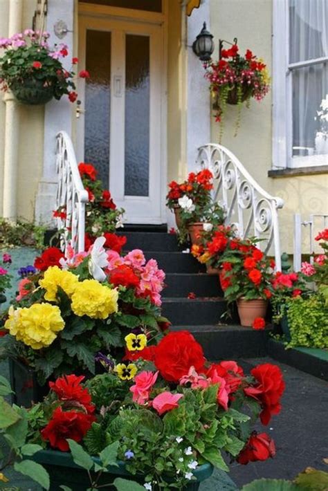 Best tips for how to care geraniums in winter to stay beautiful | My ...