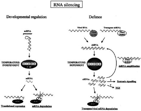 Model For Rna Silencing Pathways In Plants Rna Silencing Is Branched