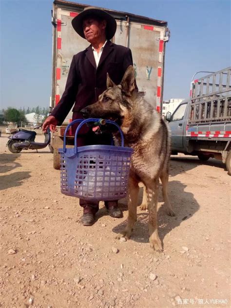 混血狼骗局愈演愈烈，大型犬科动物爱好者切勿心比天高中“定时炸弹” 哔哩哔哩