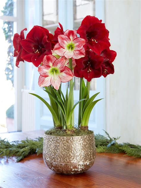 Adjustable Amaryllis Stakes | Gardener’s Supply Amaryllis Arrangement ...