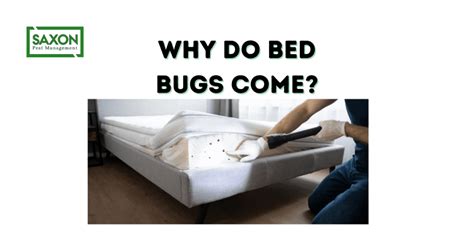 Why Do Bed Bugs Come Saxon Pest Management