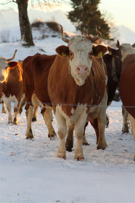 K He Kuh Cow Im Winter Im Schnee Bei Schwanden S Ge Im Flickr