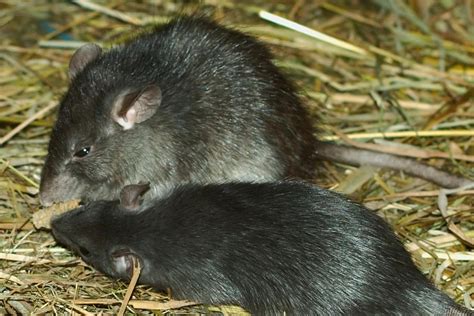 Little Indochinese field rat (Rattus sakeratensis)