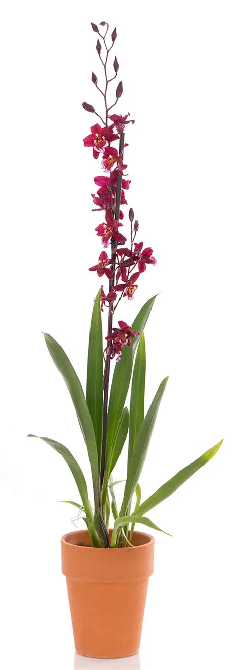 Orchidea Cymbidium Semplici Cure GebEarth