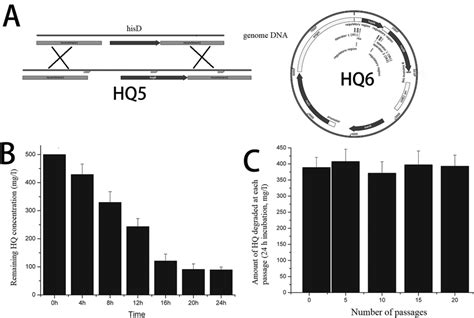 Complementation of histidine auxotrophy confers plasmid stability ...