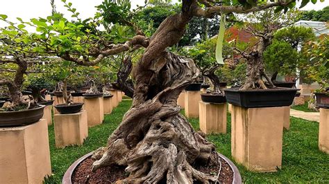 4K El Jardín Bonsái más grande de Latinoamérica Museo Tatsugoro en