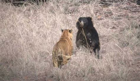 Sloth Bear Protects Her Cub From Tiger In Hair-raising Video