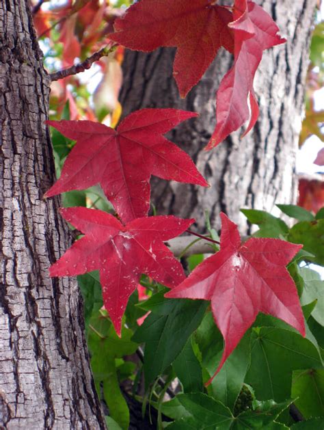 Liquidambar styraciflua - Sweet Gum Tree for sale - Red Panda Nursery