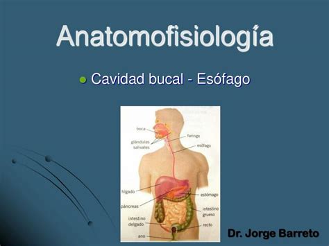 Anatomofisiología Cavidad bucal Esófago Dr Jorge Barreto uDocz