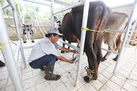 Alrededor De 20 Millones De Litros De Leche Se Dejaría De Producir Este