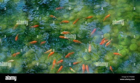 Japanese Koi Fish In Water