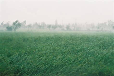 Premium Photo | Plants growing on landscape during rainy season