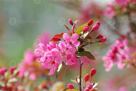 Perfect Dark Pink Cherry Blossoms 9552425 Stock Photo at Vecteezy