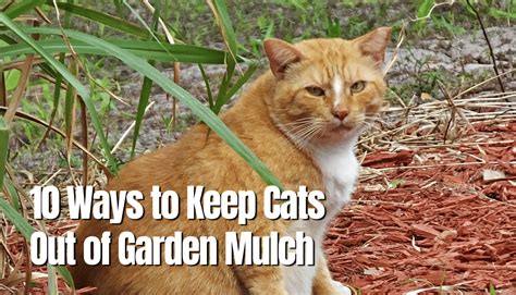 How To Keep Cats Out Of Garden Mulch Safe Ways The Backyard Pros