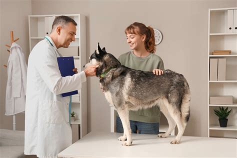 How Much Does Dog Lipoma Removal Cost