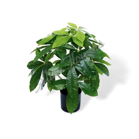 45cm Fortune Plant Artificial Aplant594 - Alton Flowers N Gifts