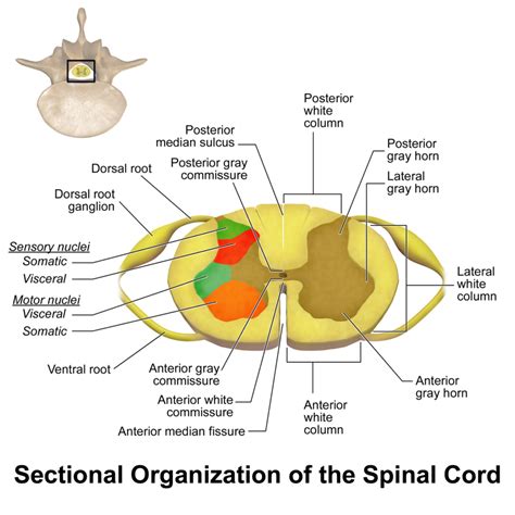 Central Cord Syndrome Neuroland 2g