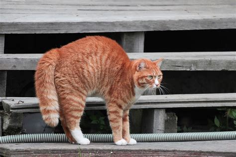 Can Cats Control Their Tails Positions Movement Explained Catster