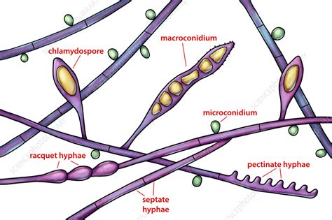 Microsporum audouinii fungus, illustration - Stock Image - F036/7232 ...