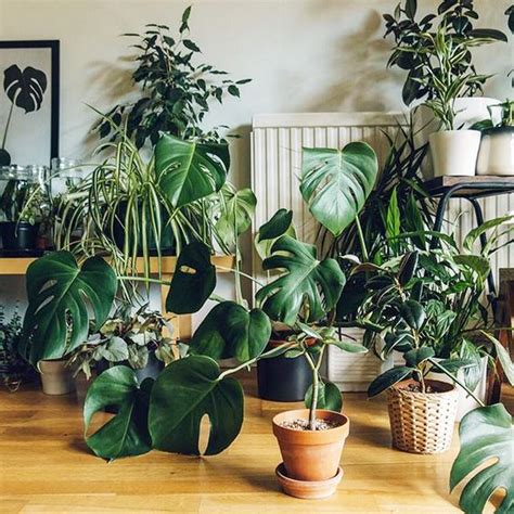 Las Mejores Plantas De Interior Para Darle Vida A Tu Casa Este Invierno