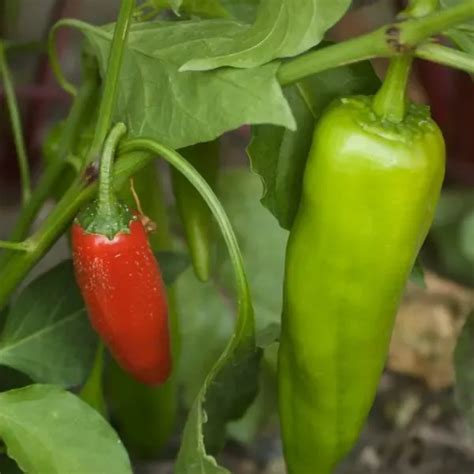 Spice Up Your Garden 45 Companion Plants For Jalapeños 🌶️🌱 Companion