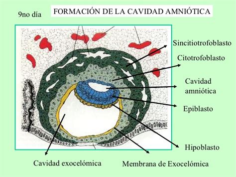 Embriología Ucc Capítulo 4 Segunda Semana Del Desarrollo