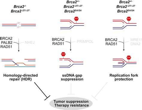 Dna Repair Gap Suppression Or Fork Protection Brca Needs A Break