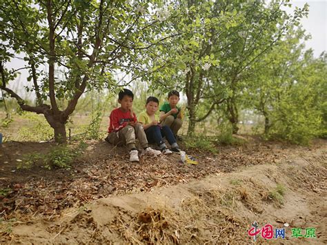 内蒙古科左中旗：林业生态建设让“荒山”变“金山”中国网