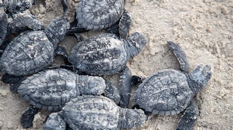 The first Kemp's ridley sea turtle hatchlings release of 2019