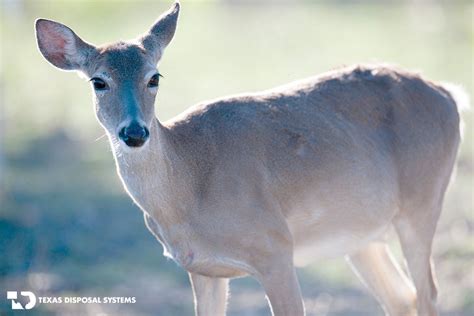 Exotic Animals In Texas Ranches