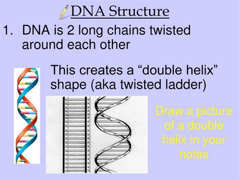 Ppt Dna History Structure And Replication Powerpoint Presentation