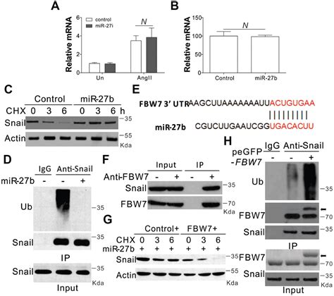 MicroRNA 27b Promotes Cardiac Fibrosis By Targeting The FBW7 Snail