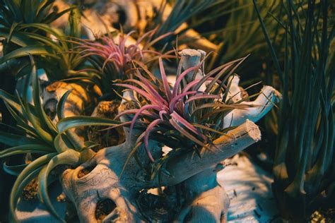 Tillandsia Ionantha Care: How to Grow & Care for the Air Plant