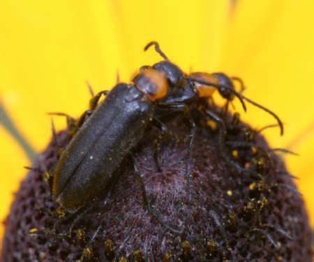 Blister Beetle Nemognatha Nemorensis Bugguide Net