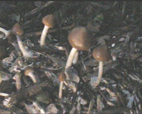 Psilocybe Junglekeyfr Image 100