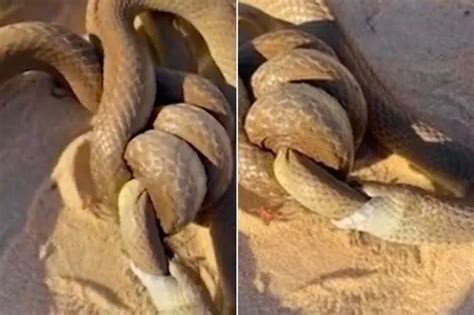 Screaming Woman Watched On Helpless As Massive Black Mamba Snake