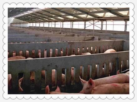 Pig House Design Pig Farming Equipment Manufacturing